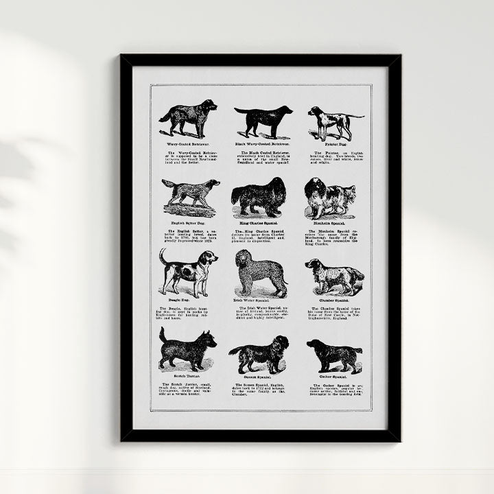 Quadro Vintage Dogs II