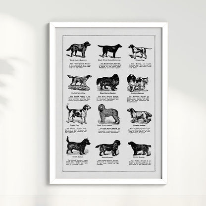 Quadro Vintage Dogs II