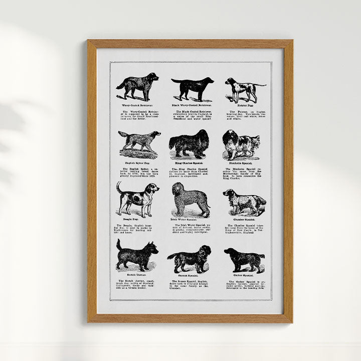 Quadro Vintage Dogs II