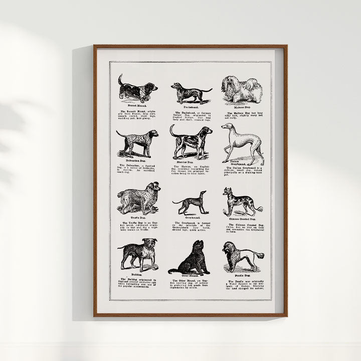 Quadro Vintage Dogs