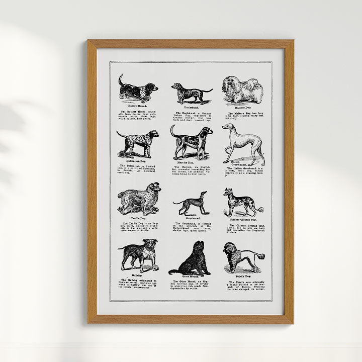Quadro Vintage Dogs