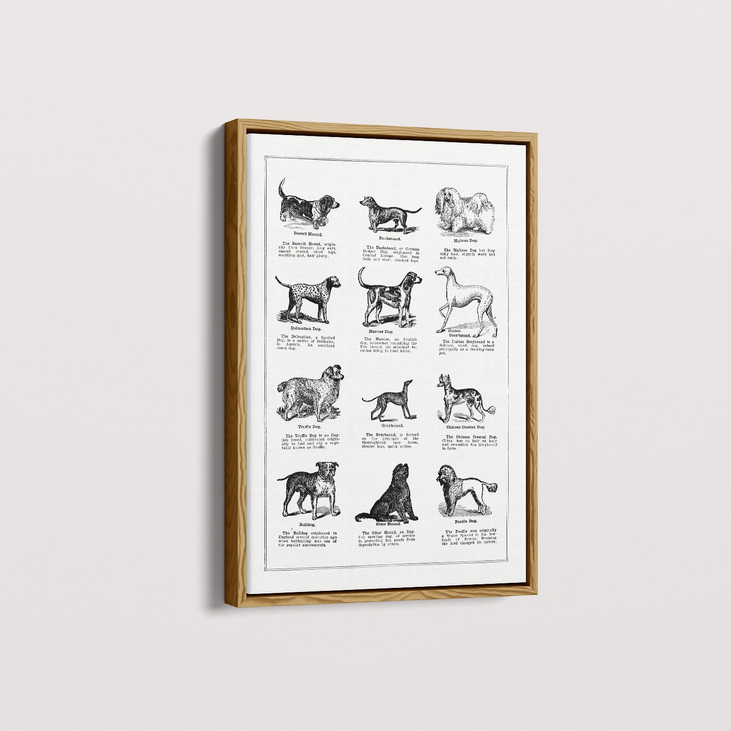 Quadro Vintage Dogs