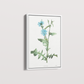 Quadro Blue flower III - Flor Chicory