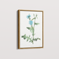 Quadro Blue flower III - Flor Chicory