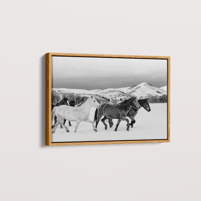 Wild horses