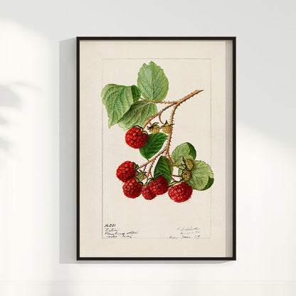 Quadro Framboesa Vintage