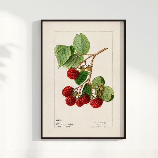 Quadro Framboesa Vintage