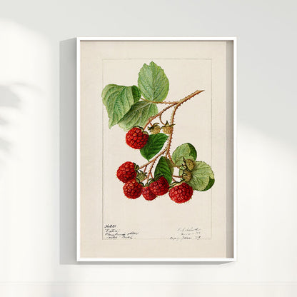 Quadro Framboesa Vintage