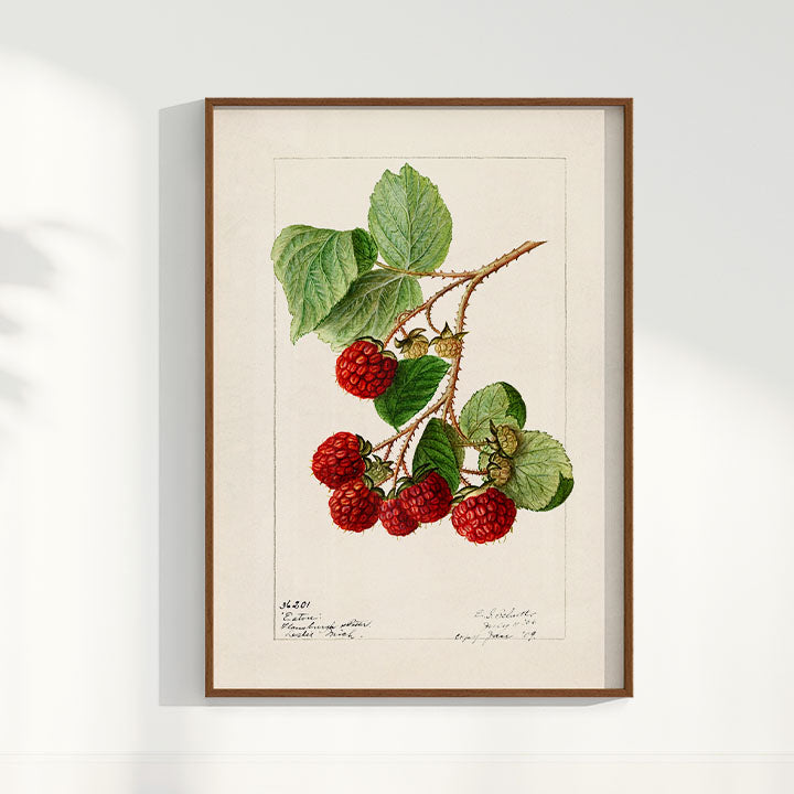 Quadro Framboesa Vintage