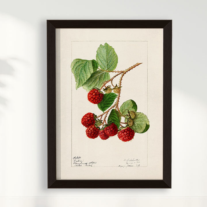 Quadro Framboesa Vintage