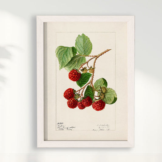 Quadro Framboesa Vintage
