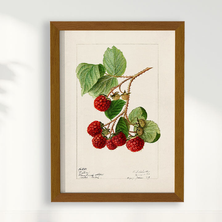 Quadro Framboesa Vintage