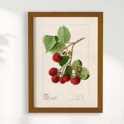 Quadro Framboesa Vintage