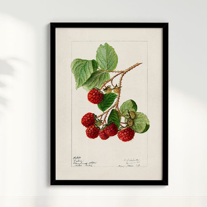 Quadro Framboesa Vintage