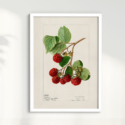 Quadro Framboesa Vintage