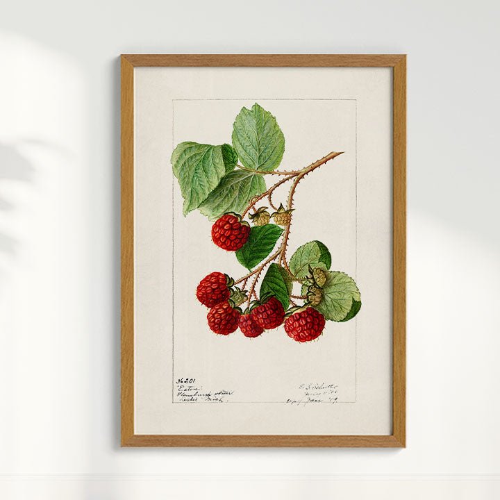 Quadro Framboesa Vintage