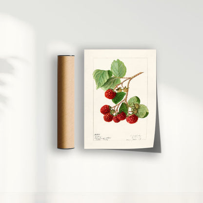 Quadro Framboesa Vintage