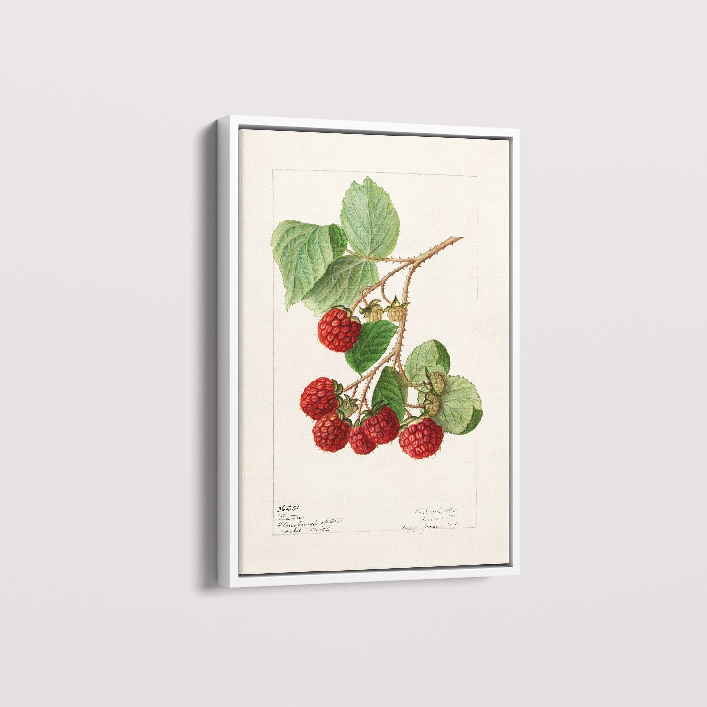 Quadro Framboesa Vintage