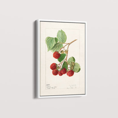 Quadro Framboesa Vintage