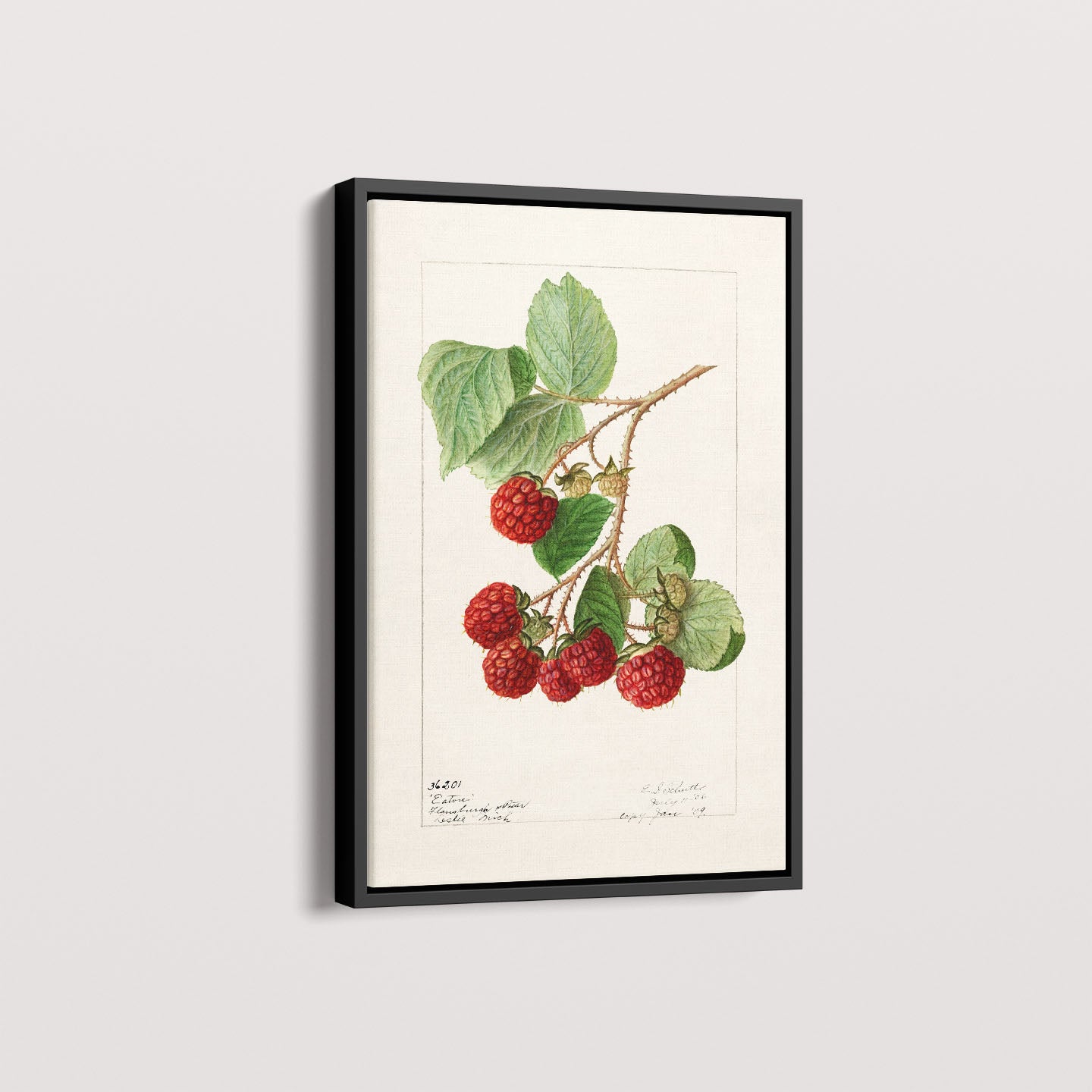 Quadro Framboesa Vintage