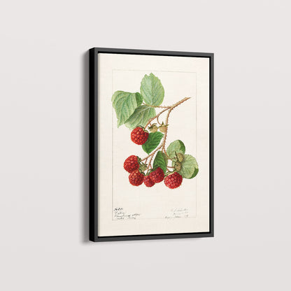 Quadro Framboesa Vintage
