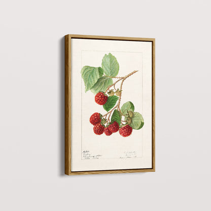 Quadro Framboesa Vintage