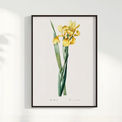Quadro Floral Vintage Iris Amarela