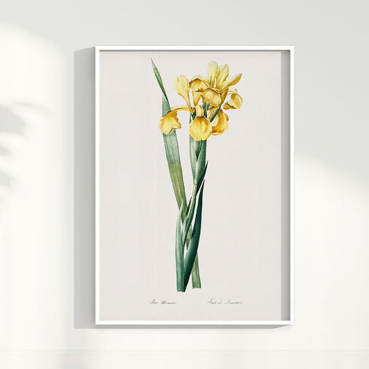 Quadro Floral Vintage Iris Amarela