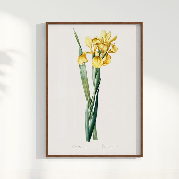 Quadro Floral Vintage Iris Amarela
