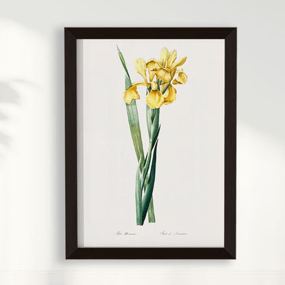 Quadro Floral Vintage Iris Amarela