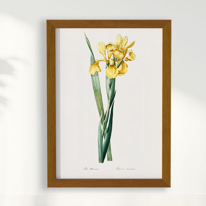 Quadro Floral Vintage Iris Amarela