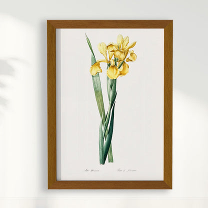 Quadro Floral Vintage Iris Amarela