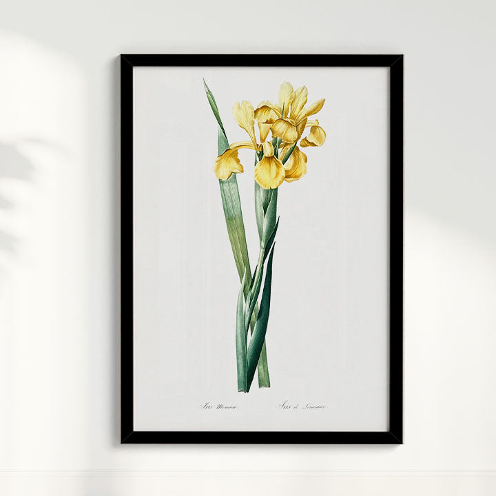 Quadro Floral Vintage Iris Amarela