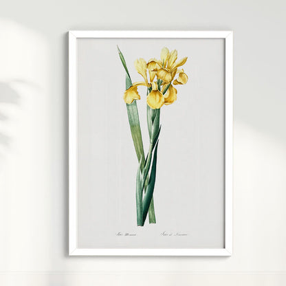 Quadro Floral Vintage Iris Amarela