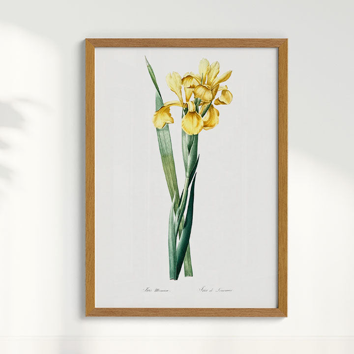 Quadro Floral Vintage Iris Amarela