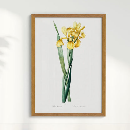 Quadro Floral Vintage Iris Amarela