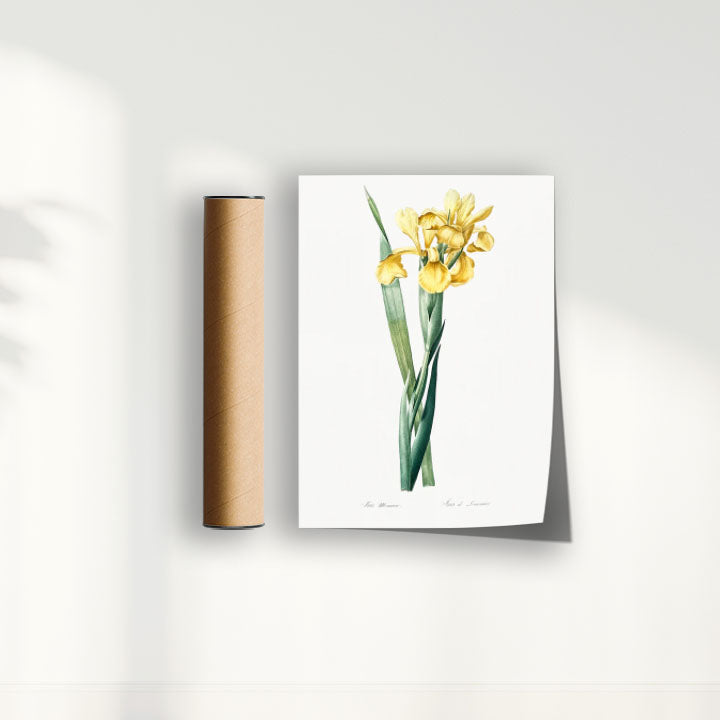 Quadro Floral Vintage Iris Amarela