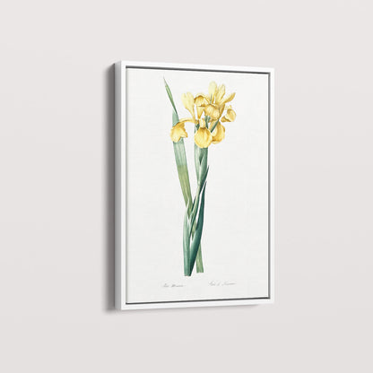Quadro Floral Vintage Iris Amarela