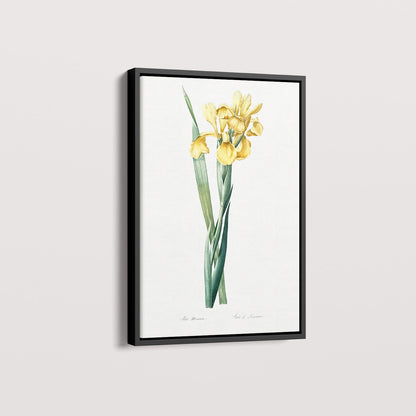 Quadro Floral Vintage Iris Amarela