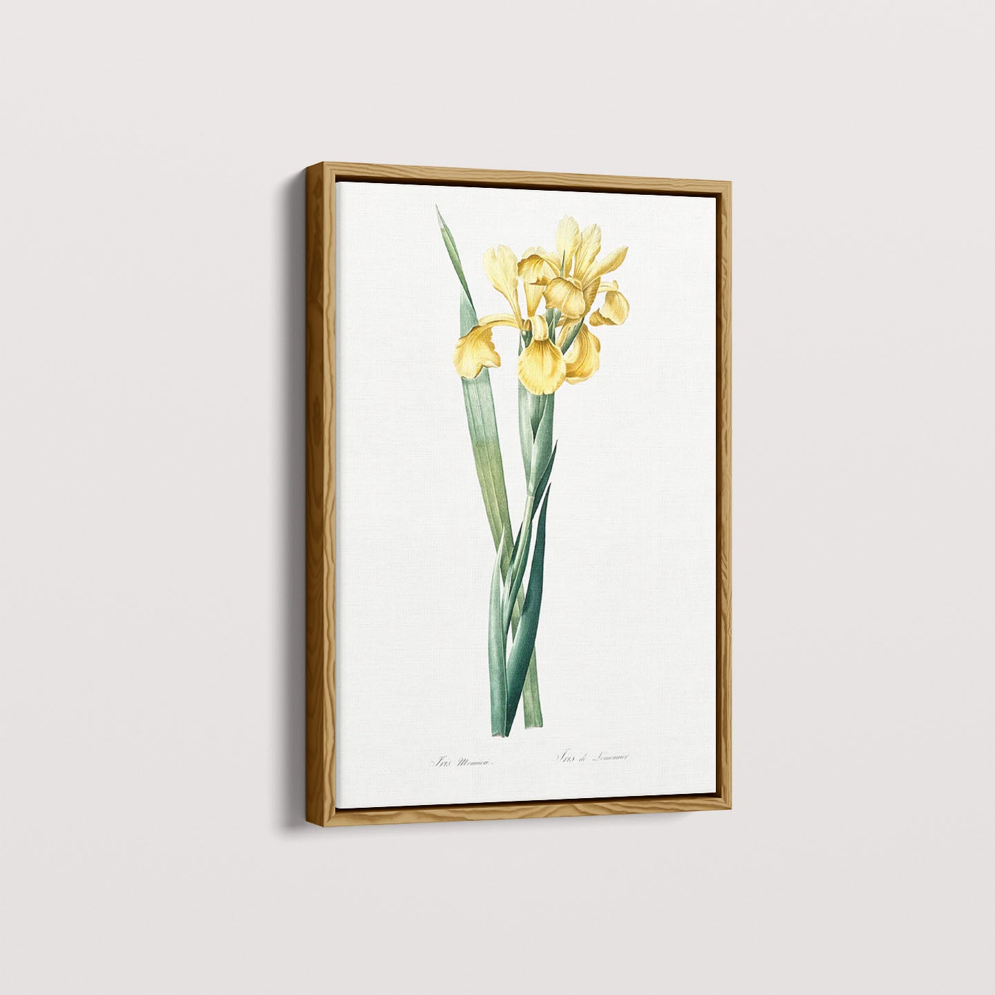 Quadro Floral Vintage Iris Amarela