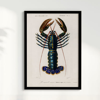 Quadro Lagosta