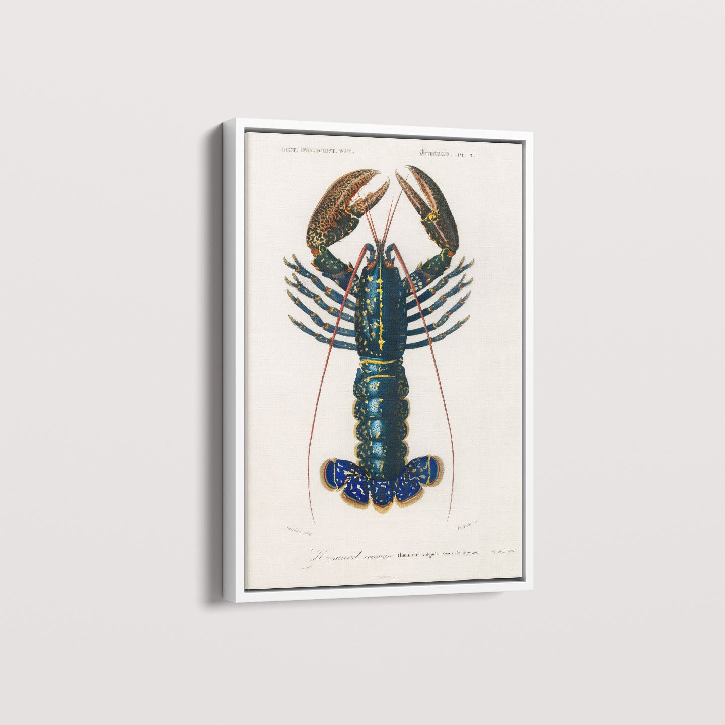 Quadro Lagosta