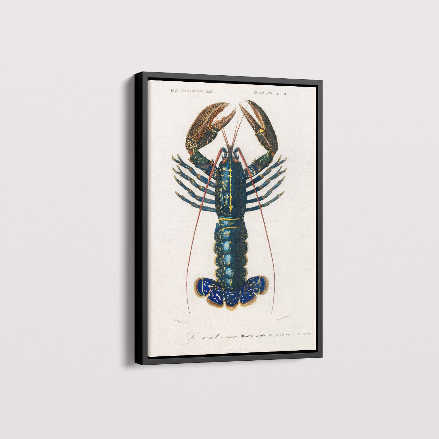 Quadro Lagosta