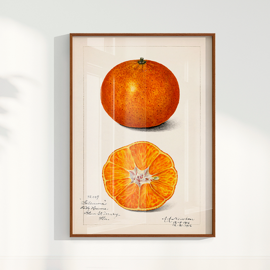 Quado Laranja Vintage
