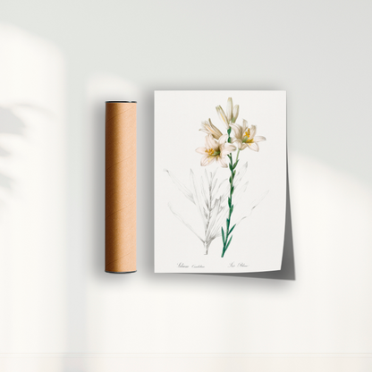 Lily II