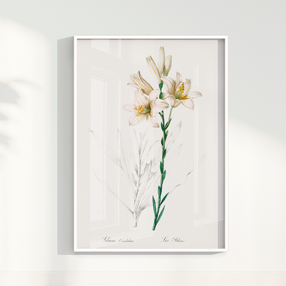 Lily II