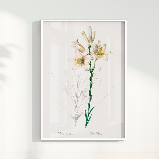 Lily II