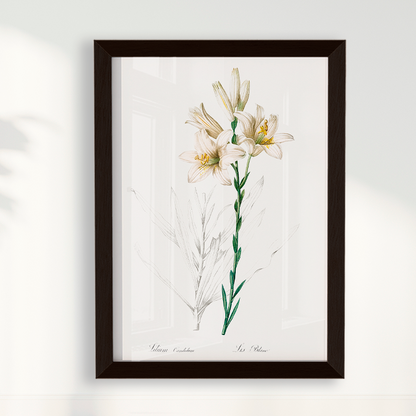 Lily II