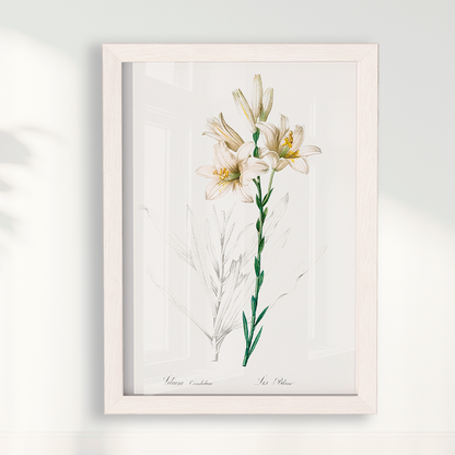 Lily II