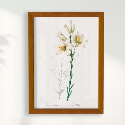 Lily II